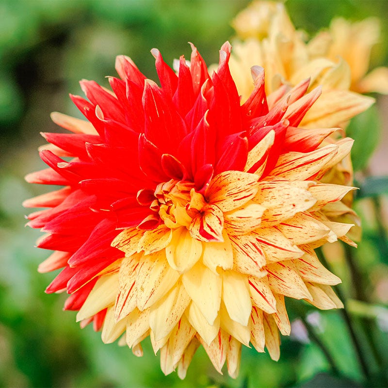 Striped Vulcan Semi Cactus Dahlia | Yellow