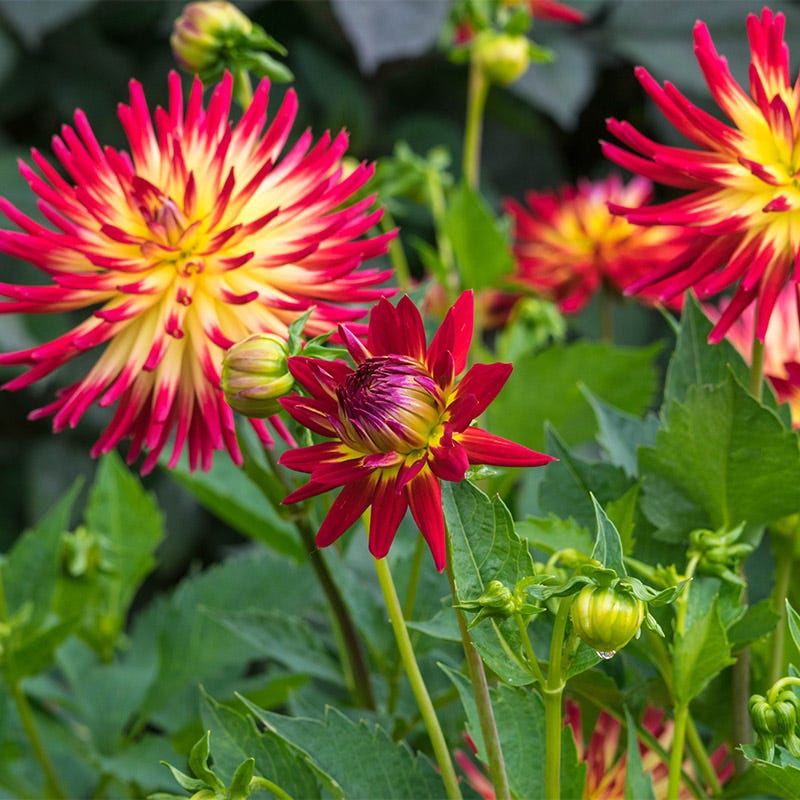 Tahiti Sunrise Semi Cactus Dahlia