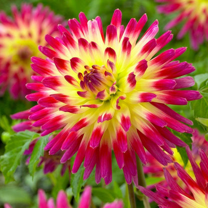 Tahiti Sunrise Semi Cactus Dahlia
