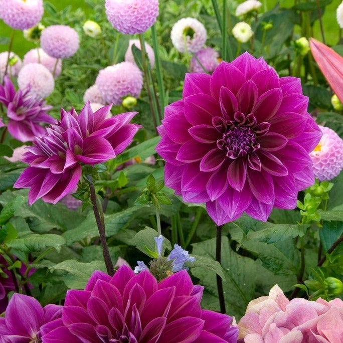 Thomas Edison Dinner Plate Dahlia | Purple