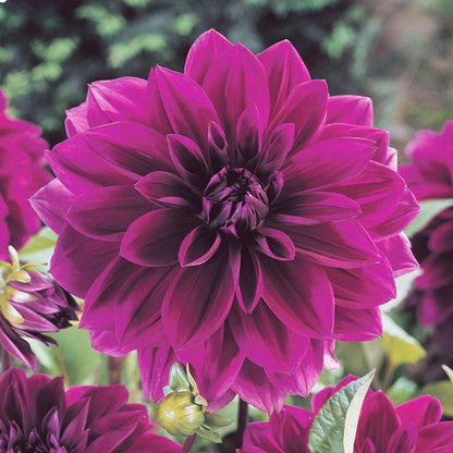 Thomas Edison Dinner Plate Dahlia