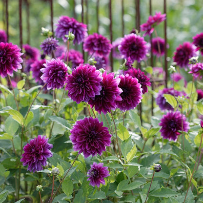Thomas Edison Dinner Plate Dahlia