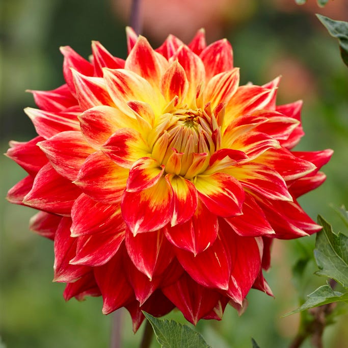 Tyler James Dinner Plate Dahlia