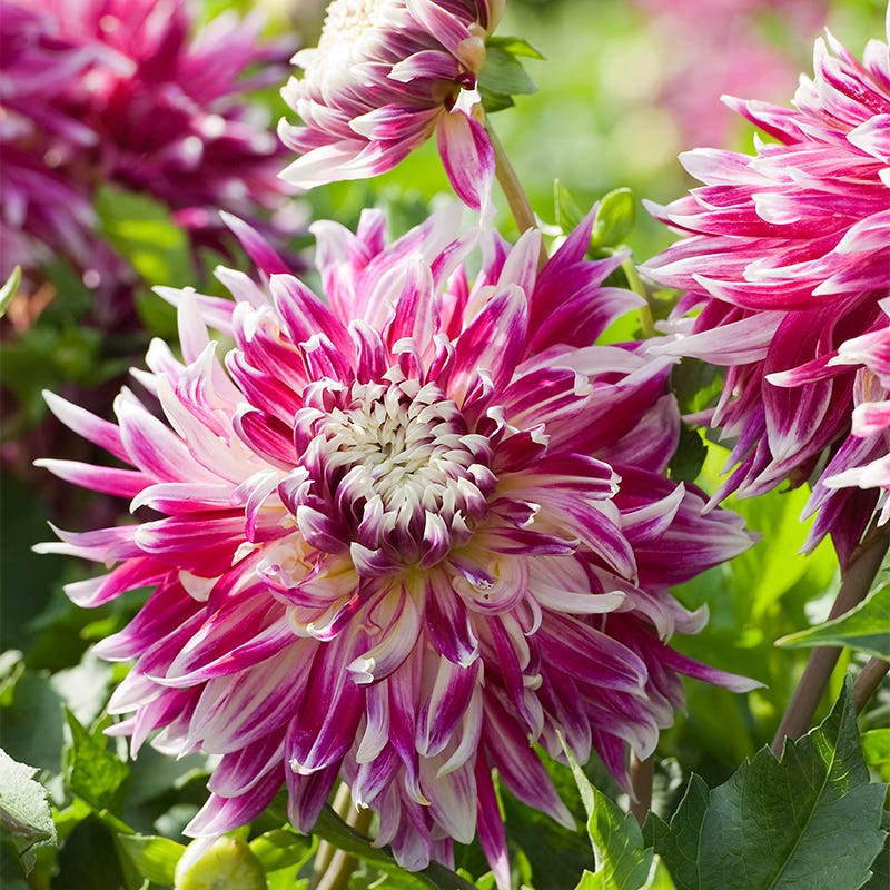 Vancouver Dinner Plate Dahlia