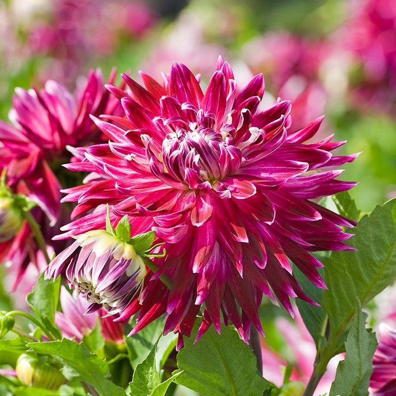 Vancouver Dinner Plate Dahlia | American Meadows