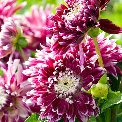 Vancouver Dinner Plate Dahlia|Purple Dinnerplate Dahlia Vancouver close up
