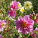 Dahlia Dwarf Single Mix