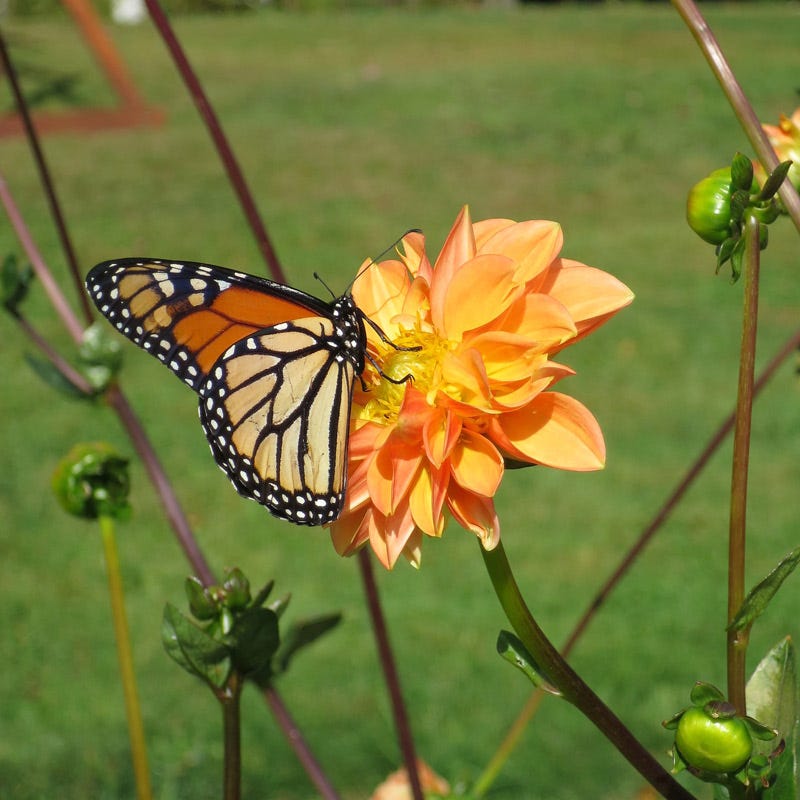 American Meadows Prince of Orange Dahlia - Thumbnail 2