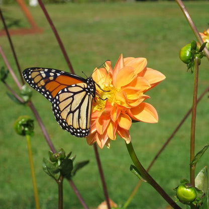Prince of Orange Decorative Dahlia