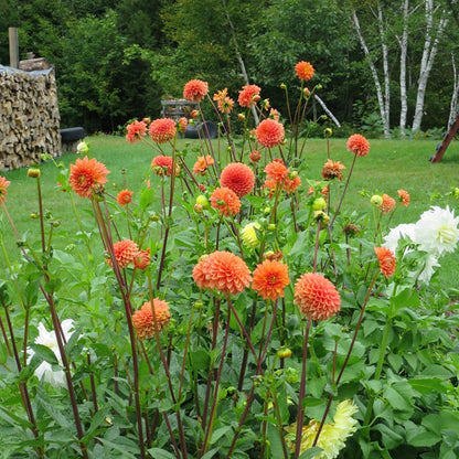 Prince of Orange Decorative Dahlia