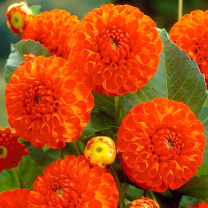 New Baby Ball Dahlia