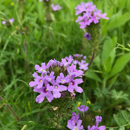 Dakota Mock Vervain