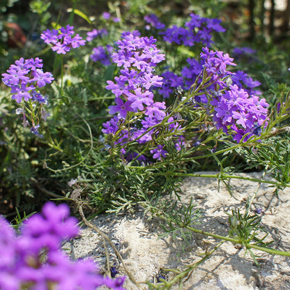 Dakota Mock Vervain