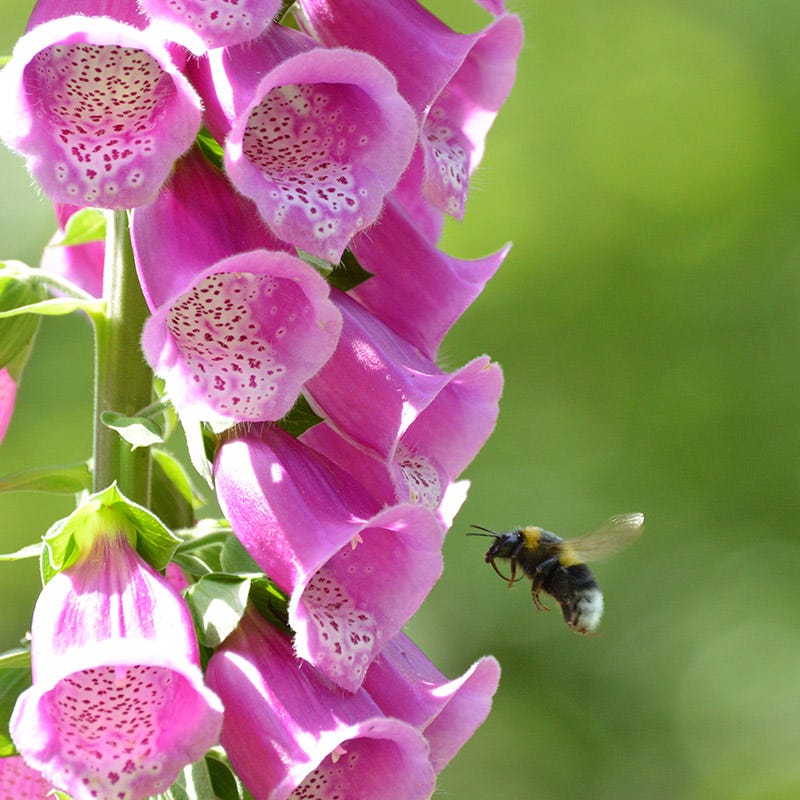 American Meadows Dalmation Rose Foxglove