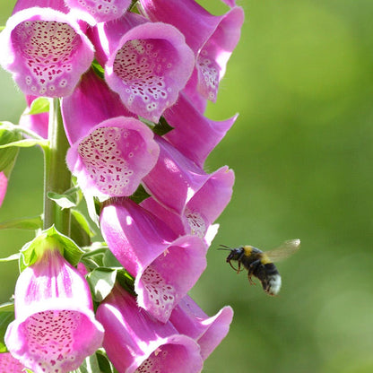 Dalmation Rose Foxglove