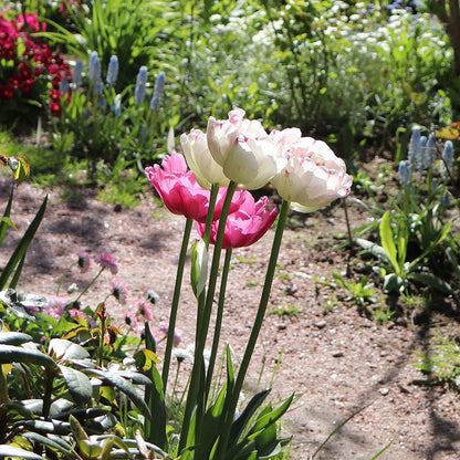 Danceline Double Late Tulip