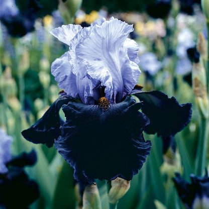 Enchanted Bearded Iris Collection