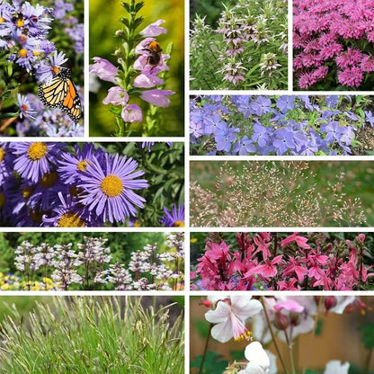 Dappled Dreams Pre-Planned Garden