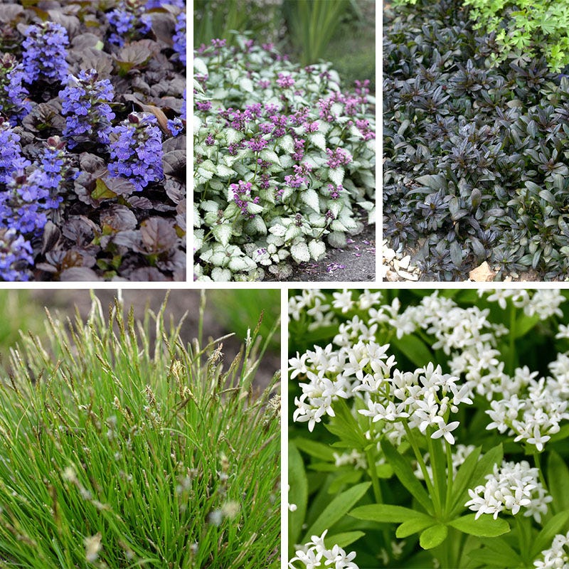 Dappled Shade Tapestry Lawn Plant Collection