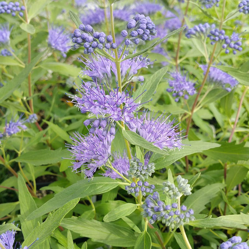 Dark Knight Bluebeard - Thumbnail 2