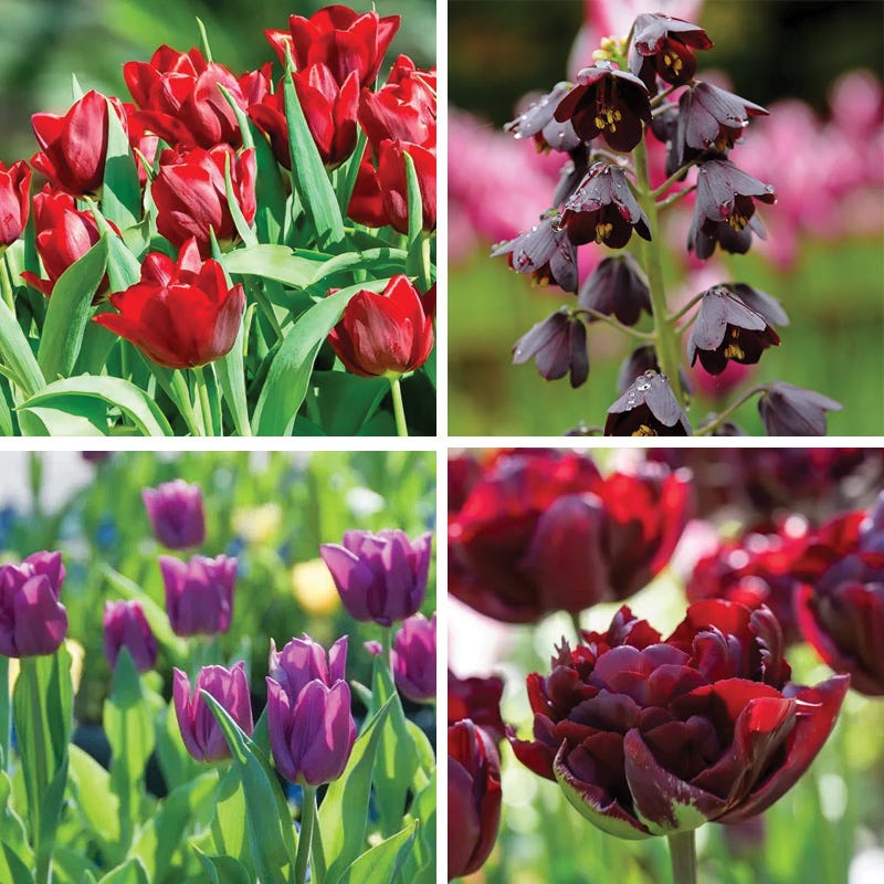 Dark & Stormy Flower Bulb Collection