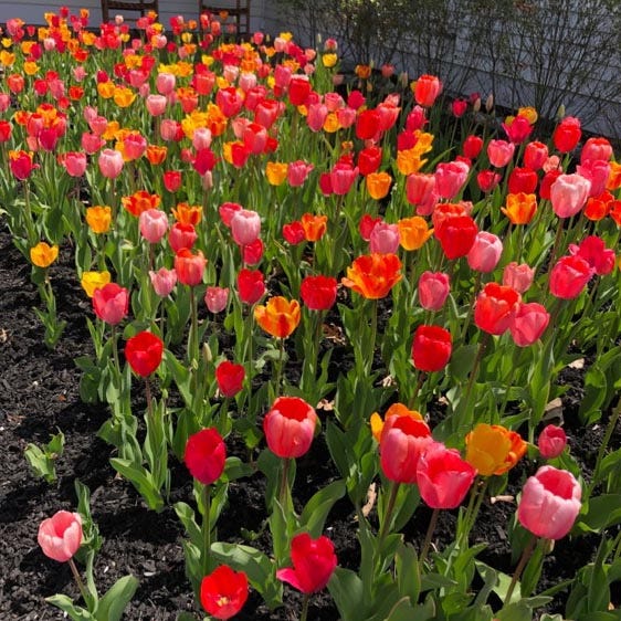 Grand Darwin Tulip Mix | American Meadows