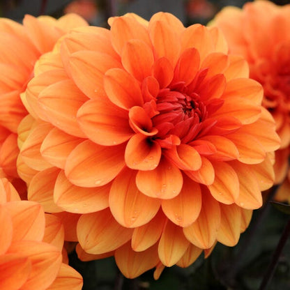 David Howard Decorative Dahlia