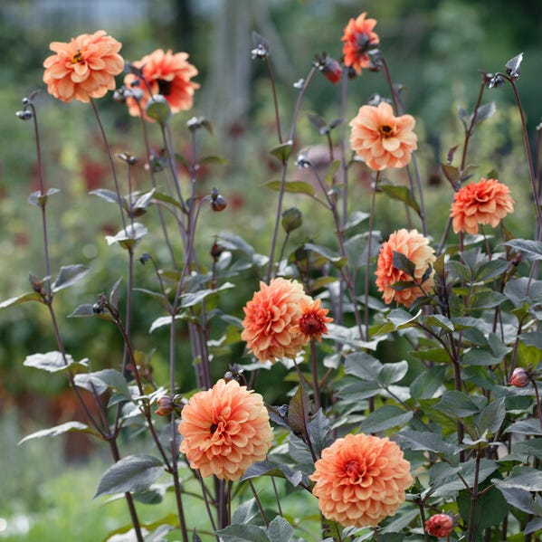 David Howard Decorative Dahlia
