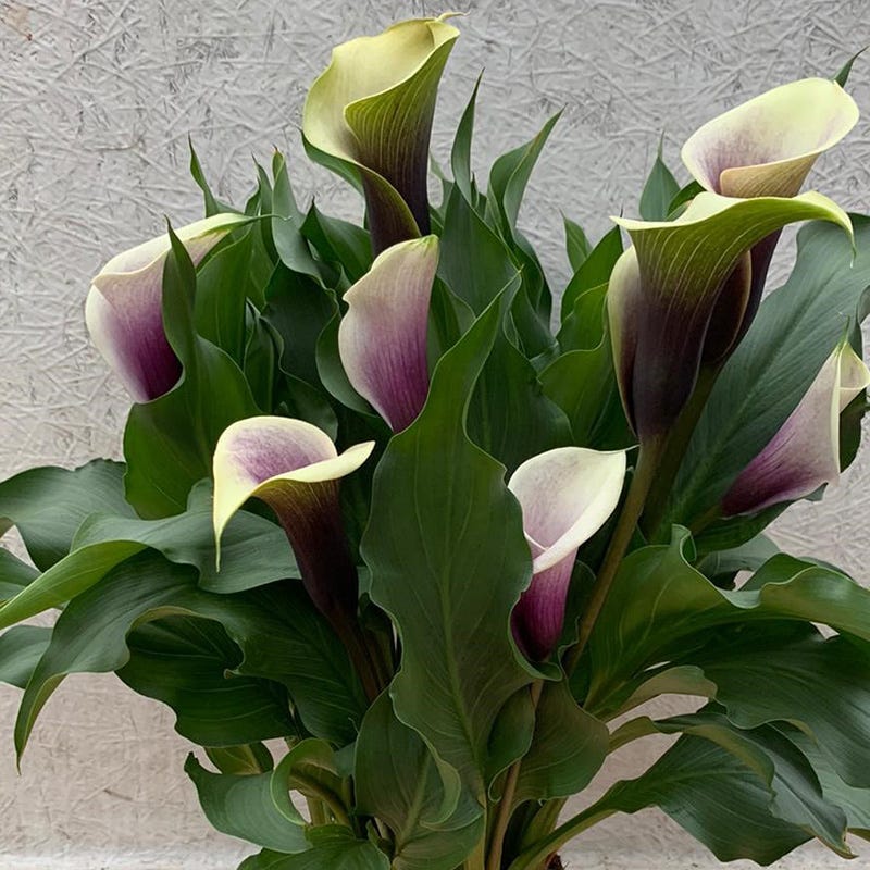 Da Vinci Calla Lily, Zantedeschia