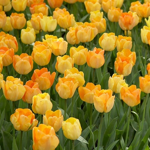 Daydream Darwin Tulip