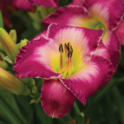 Moroccan Sunrise Reblooming Daylily