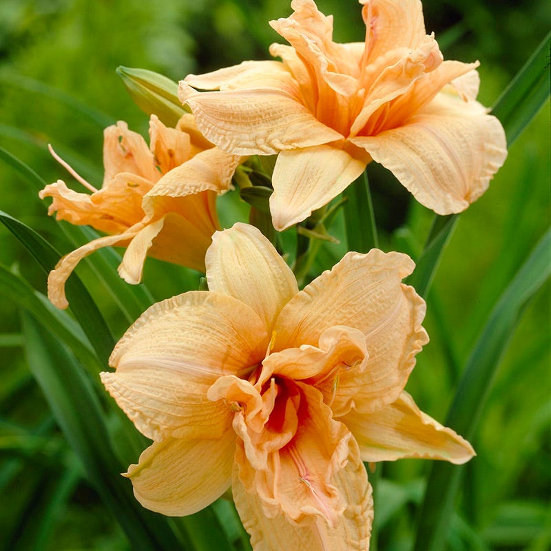 Double Dream Daylily