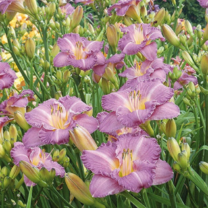 Entrapment Reblooming Daylily