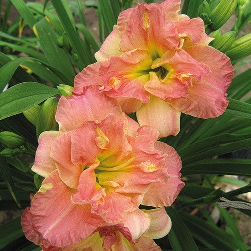 Lacy Doily Reblooming Daylily