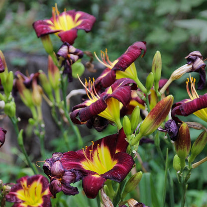 Night Beacon Reblooming Daylily