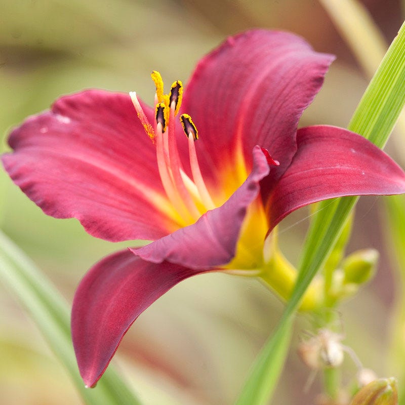 Pardon Me Reblooming Daylily