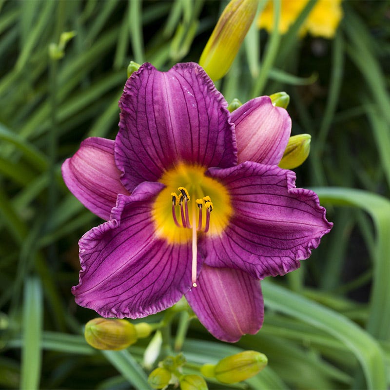 Purple D Oro Daylily Hemerocallis American Meadows Purple D Oro Daylily Hemerocallis American Meadows