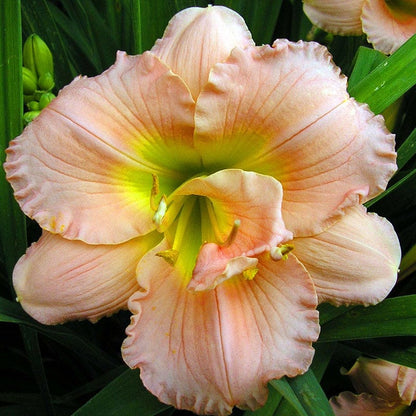Siloam Double Classic Daylily
