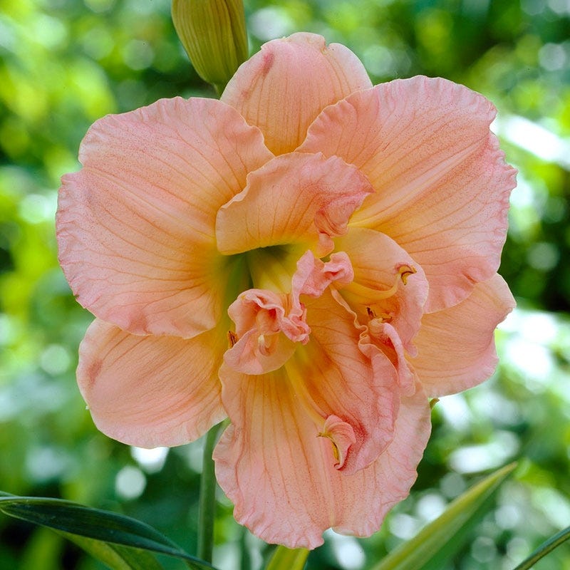 American Meadows Siloam Double Classic Daylily