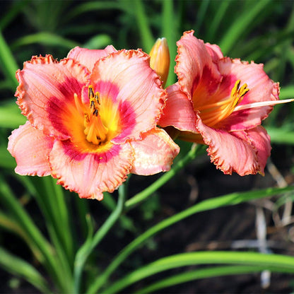Strawberry Candy Reblooming Daylily