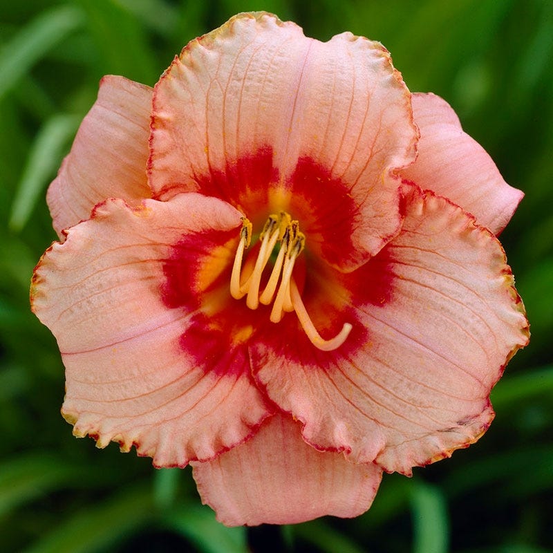 Strawberry Candy Reblooming Daylily