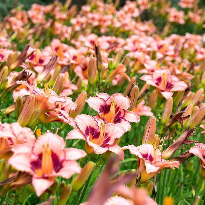 candy lily flower Strawberry Candy Reblooming Daylily | Pink