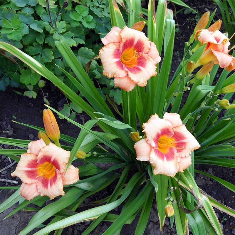 Strawberry Candy Reblooming Daylily - Thumbnail 5