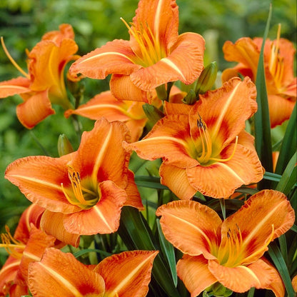 Tuscawilla Tigress Reblooming Daylily