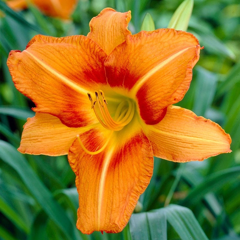 Tuscawilla Tigress Reblooming Daylily