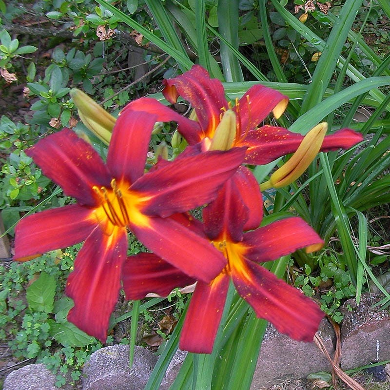 Crimson Pirate Daylily