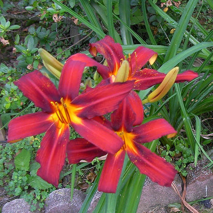 Crimson Pirate Daylily