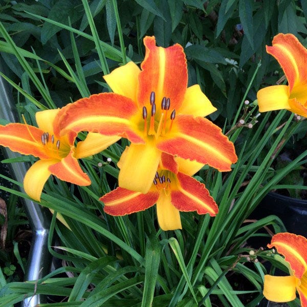 Low Maintenance Daylily Collection