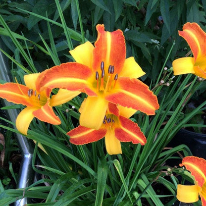 Low Maintenance Daylily Collection