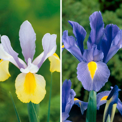 Deer Resistant Beauties Bulb Collection